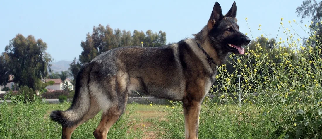 german shepherd dog in grass