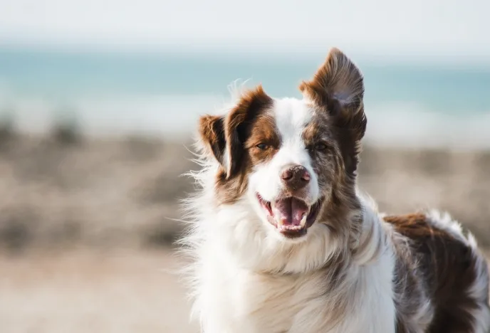Adopt				
				
				
				
									Offer a second chance for animals in need. Help reduce the number of animals in shelters.								
				
				
				
					

		
			
				
									
						View available dogs