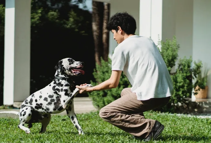 Dog Training				
				
				
				
									Proper dog training helps to build a strong bond between pet and owner and encourages good behavior.								
				
				
				
					

		
			
				
									
						Book a Training Session