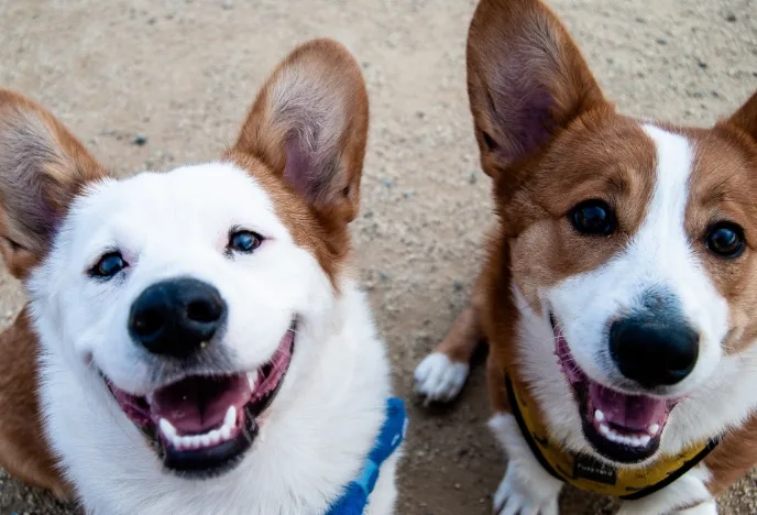 Boarding				
				
				
				
									Dog boarding provides a safe and comfortable environment for your furry friend while you’re away.								
				
				
				
					

		
			
				
									
						Book a Reservation