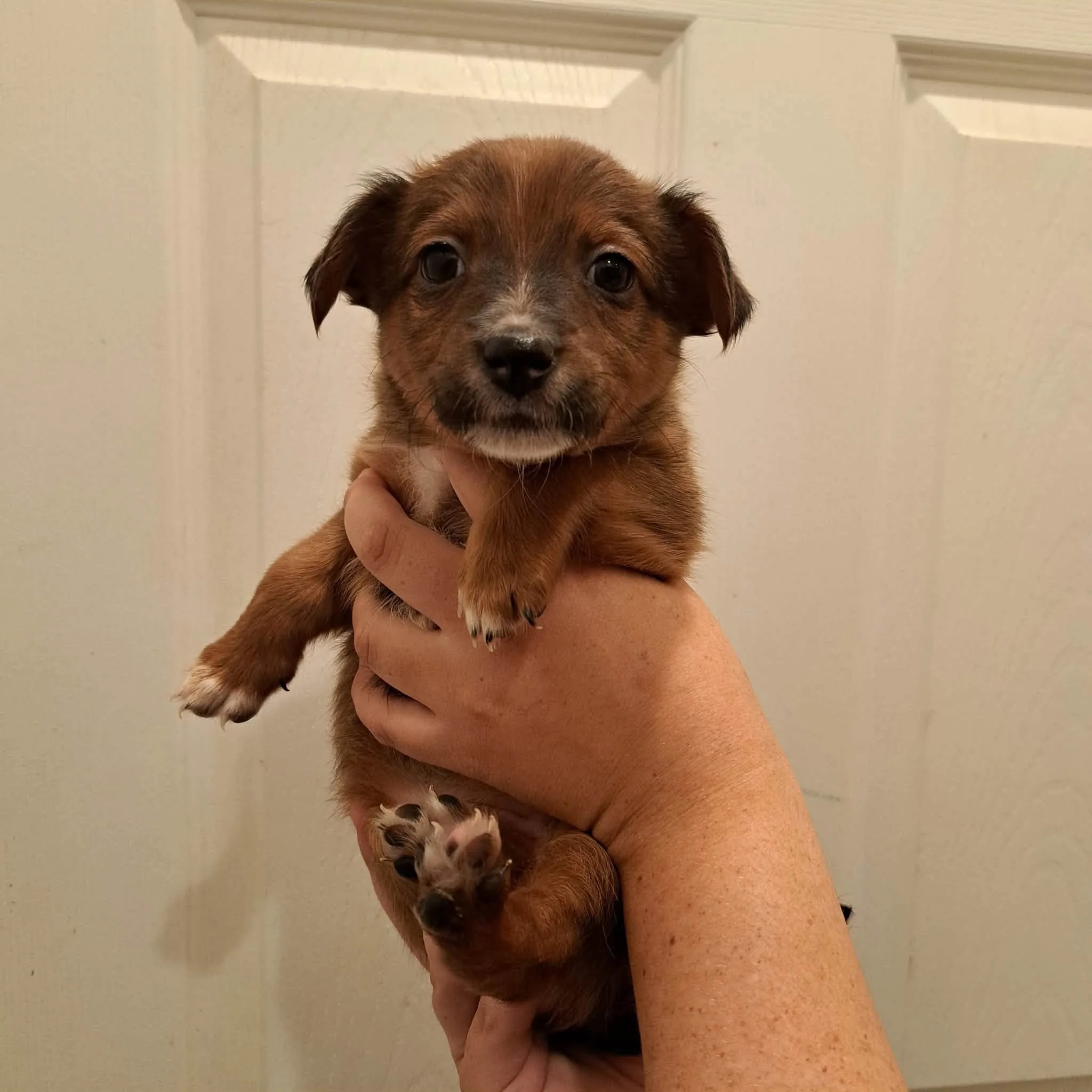 Rosette				
				
				
				
									S[aniel/Aussie mix								
				
				
				
									Female,  								
				
				
				
							
			
		
						
				
				
				
							
							
				
					
					
												
							
								
									Get to know Rosette