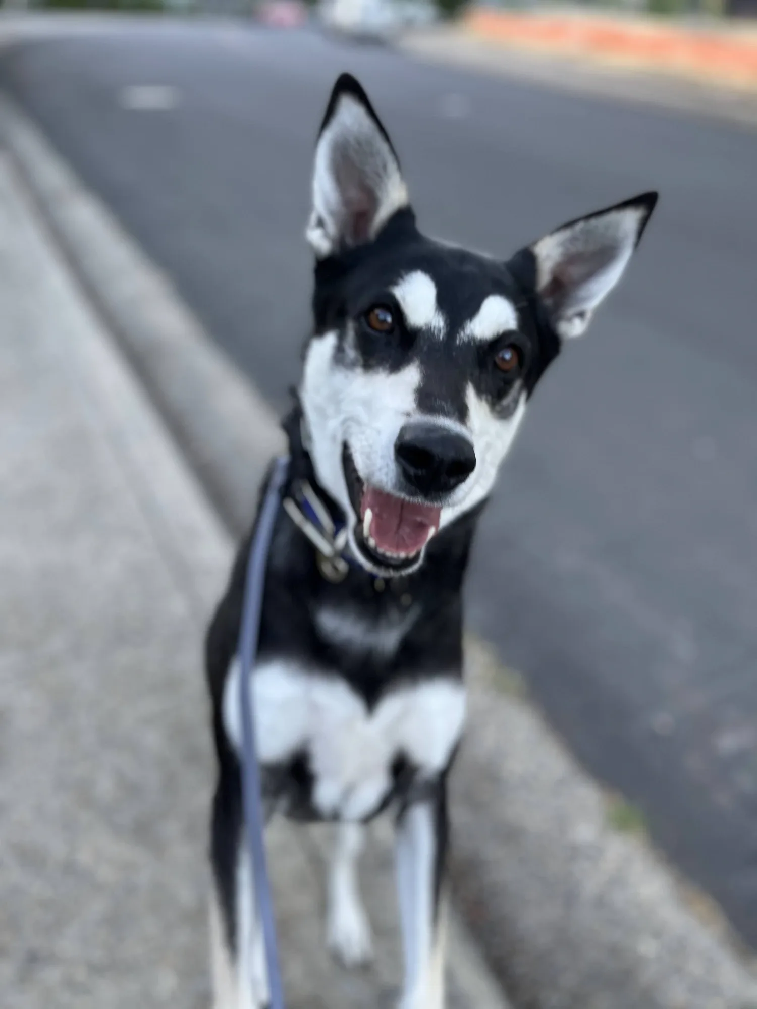 1-to-1 Dog Training
