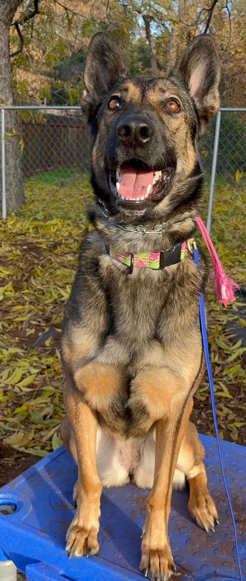 Group Dog Training