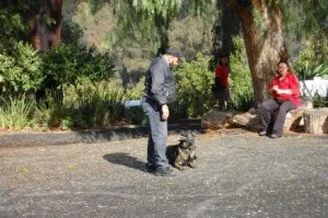 Private Dog Training Classes Riverside, CA