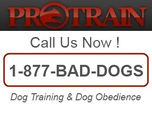 Private Dog Training Classes Riverside, CA