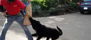Puppy Training San Diego CA Puppy Obedience Trainers