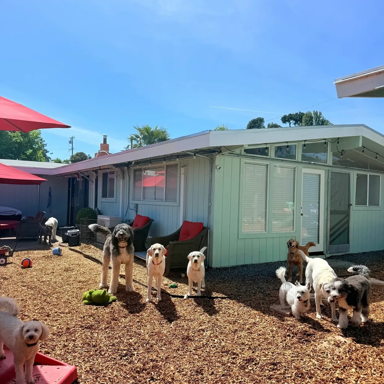 Marin Pet Care Pros LLC — dog training in Novato, CA (2)
