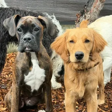 Marin Pet Care Pros LLC — dog training in Novato, CA (3)