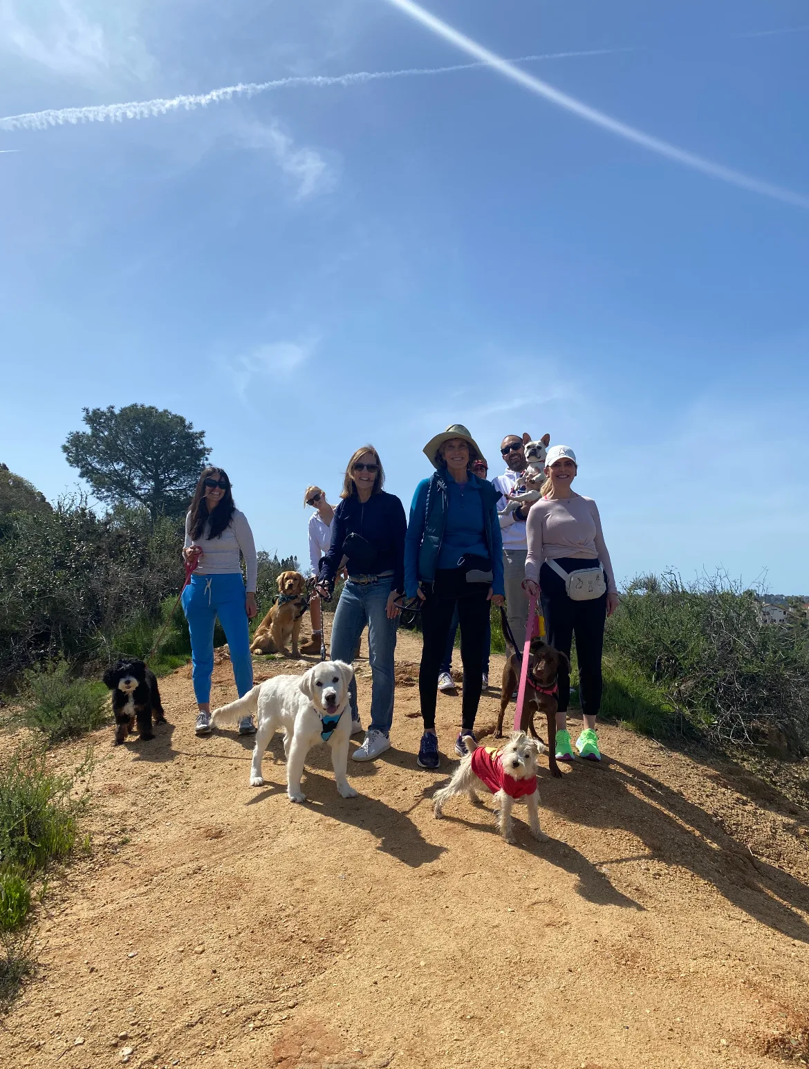 Urban dog training group class in San Diego