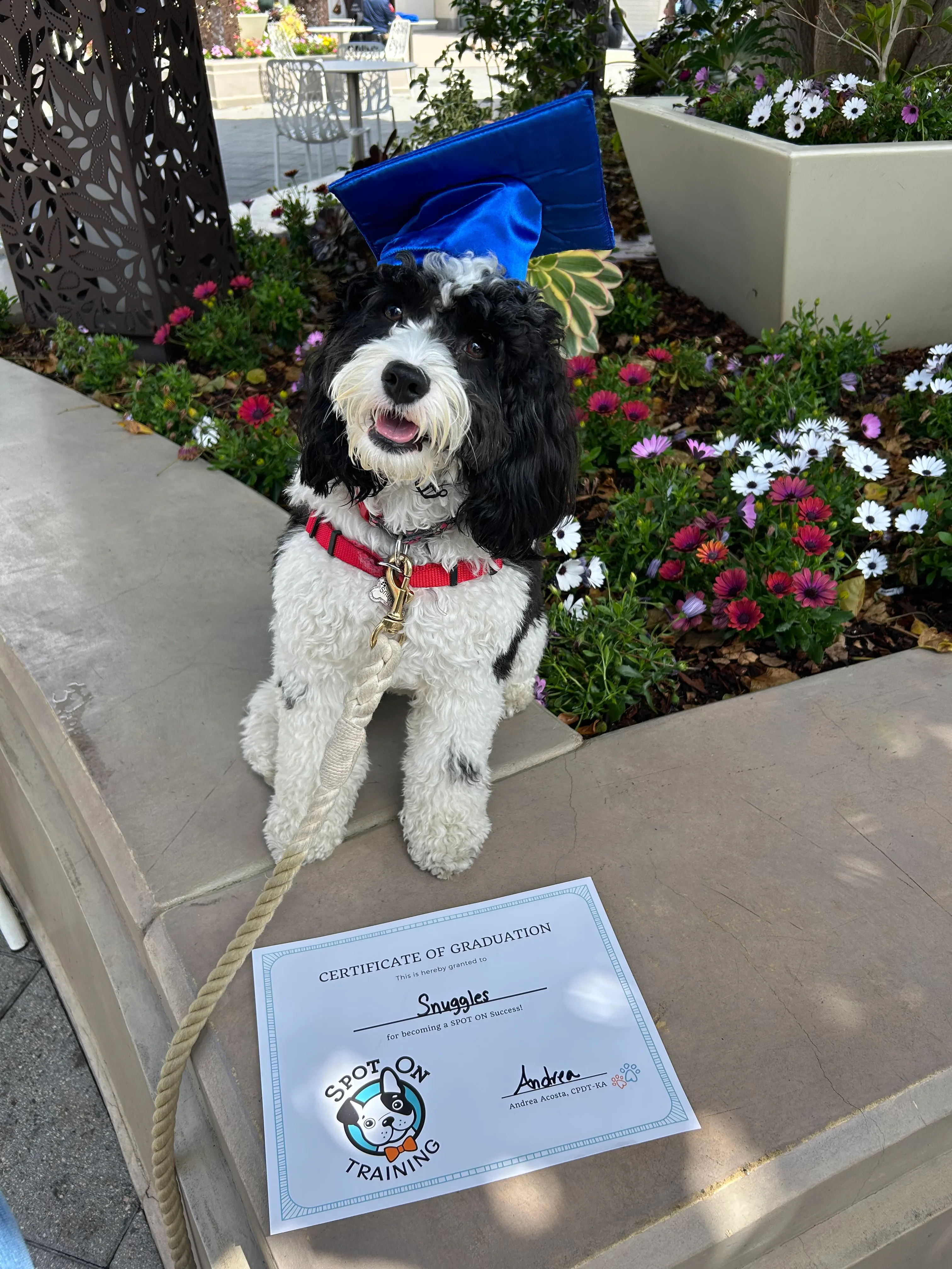 Dog relaxing at a cafe in San Diego