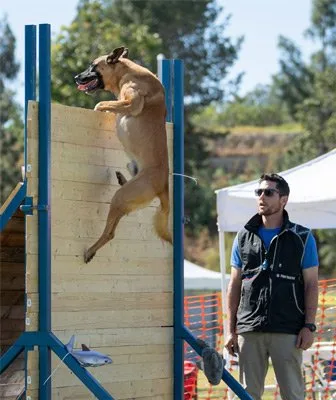 Marvel K9 Dog Training (7)