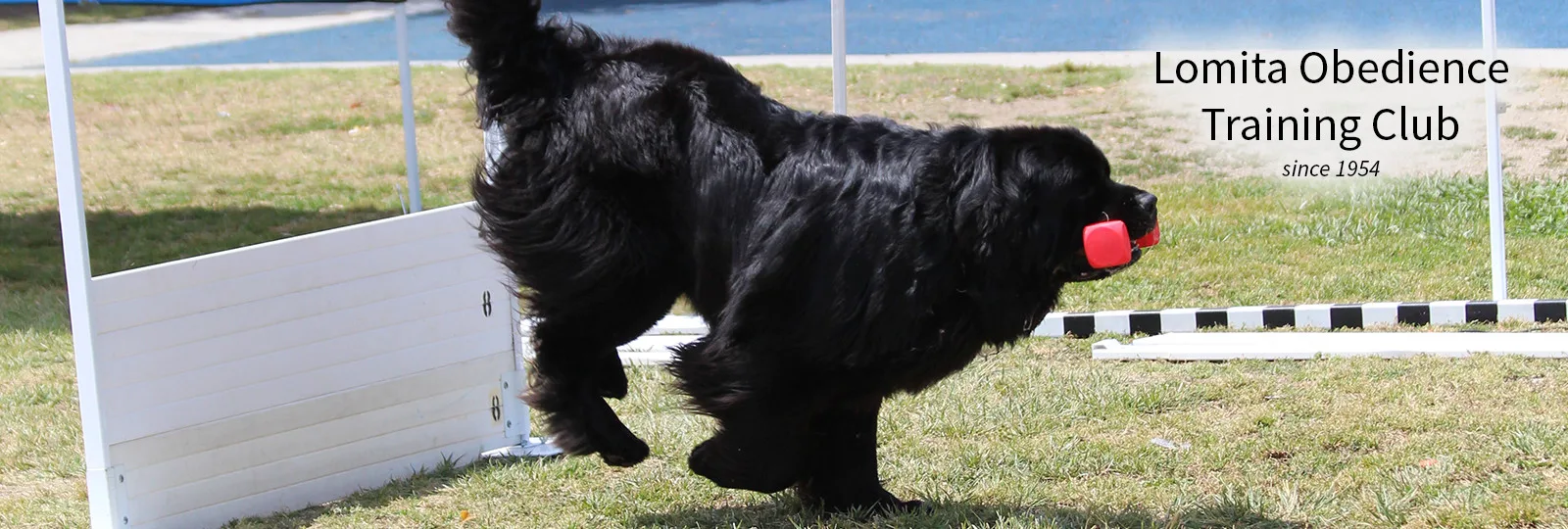 Lomita Dog Training - Newfie