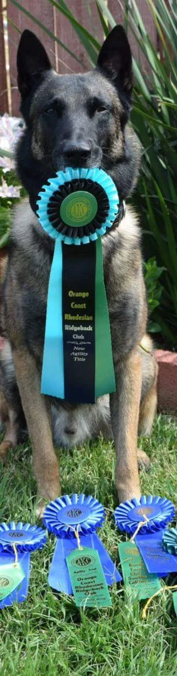 top of pageSkip to Main ContentHOMEABOUTSERVICESOUR KIDSCONTACTMoreUse tab to navigate through the menu items.ABOUTUnlimited Obedience

Dog Training 

at it's bestATTENTION, ATTENTION, ATTENTION,

 2026 Classes

NEW Agility Classes Starting Thursdays​​

 

Agility classes starting August 27th @ 7a & 8a

 

Beginning Obedience Monday September 28th @ 7p

Intermediate Tuesday September 29th @ 7p

Agility On-Going - September 30th Wednesdays

Rally Thursday October 1st @ 7p​

​

​​15 Dogs per class for Beginning Obedience. At Unlimited Obedience our goal is to teach K-9 owners how to train their dogs to be a Canine Good Citizen and to perform basic Obedience commands 

(Heel, Sit, Down, Stay & Come) 

to use around their home, in public, and on vacation. All while building a better understanding of your K-9 companion.SERVICES AND FEESBeginning Obedience
Monday 7p-8pYour K-9 will learn the basic commands of 

Sit, Down, Stay, Come and Heel.

Classes are open to all breeds and sizes that are 3 months of age or older.

 

Class Size Limited To 15 Dogs $120.00 for 5 week session

1 day a week, 1 hour per ClassIntermediate Obedience
Tuesday
7p-8pYou and your K-9 will learn how to work on & off leash around other dogs and people.

They will also learn the

10 steps for the

Canine Good Citizen

​

Class Size Limited To 15 Dogs$120.00 for 5 week session
1 night a week, 1 hour a nightAgility Wednesdays
8a / 9a /10a / 5p / 6p / 7p
Agility Thursdays
7a / 8a / 9aTeach your dog how to run an agility course for competition

or just to keep them healthy.


Class Size Limited To 5 Dogs

 

 

 

 

Learn how to read and perform the Rally signs for competition or just for fun

Class Size Limited To 15 DogsRally Obedience 
Thursdays
7p-8:30p

 $120.00 for 5 week session

1 day a week, 1 hour per classCGC Evaluations
 
AKC - Canine Good Citizen
AKC - Community Canine
AKC - Urban Canine Good Citizen
 
 
AKC Evaluator - # 36317 

The
Family Dog Programs

are

 

AKC Canine Good Citizen (CGC)

AKC Community Canine (CGCA)
AKC Urban (CGCU) 

 

 Teaching basic skills such as sit, down, stay & come, then build on these skills as dogs move from one activity to the next.
The result is a dog that any owner can be proud to take into the community.


Call for Appointments$20.00 Per Test 
Trick Dog Classes
Thursday
7p-8:30p
 
Novice Trick Dog (TKN)
 Intermediate Trick Dog (TKI)
Advanced Trick Dog (TKA)
Trick Dog Performer (TKP)
​
 
AKC Evaluator - # 36317
​Do you and your dog love to be the life of the party,

by showing off his arsenal of tricks?
Then he/she might be perfectly primed to earn
AKC Trick Dog titles!


There are five AKC Trick Titles.$120.00 for 5 week session
1 night a week, 1 hour a nightPrivate LessonsDon't feel you are ready for a class or group setting.

Then try our private lessons that are

one on one.

You will learn everything that is taught in the Beginning classes and more.

We also use our dogs to help socialize and teach yours to be calm around other dogs.

​

Call for Appointments

 $70.00 Per HourOpen / Utility Obedience
Thursdays
7p - 8pLooking for a Competition Open or Utility class?

Looking to learn more after Novice & Intermediate Obedience?

Then this is the class for you!

We teach you everything you need to learn & know, to start competing in AKC Open & Utility

This Class is the next step for you and your K-9 companion.

You will learn:
The Drop on Recall - Retrieve on Flat - Retrieve over High Jump - Broad Jump Exercise -
Command Discrimination - Stand Get your Leash - Signal Exercise - Scent Discrimination -

Directed Retrieve - Directed Jumping - Moving Stand & Examination$120.00 for 5 week session
1 night a week, 1 hour a nightServicesOur KidsOUR KIDSRobert Livell
ASCA Obedience Judge #4622
AKC Family Dog Evaluator #36317
AKC Temperament Test Evaluator#107549
AKC Farm Dog Evaluator #107549
AKC Fetch Judge #107549
AKC Fit Dog ClubCONTACT US951 272-4679

Unlimited Obedience Wear
Check it out

 CONTACTbottom of page