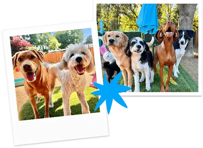 polaroid image of dogs playing outside at the canine connection