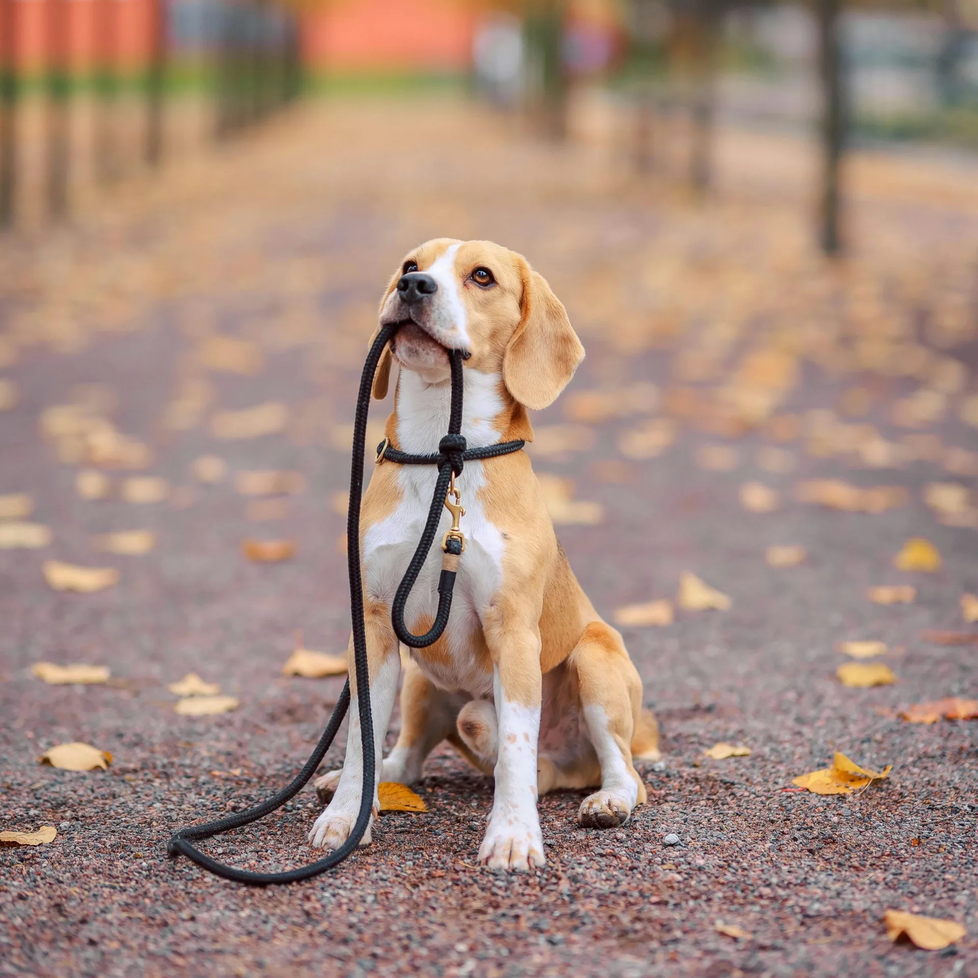 Beagle sits holding leash, looking up expectantly, on a path with fall leaves.