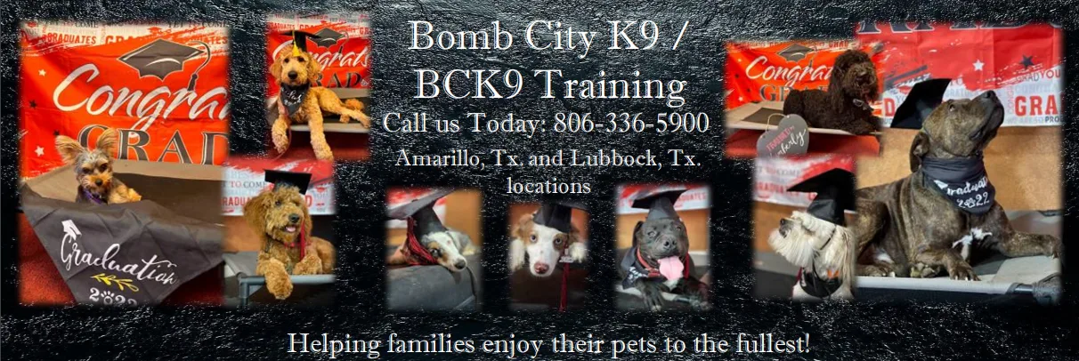 Skip to content
	
	
					
				
					
						
														
																	Bomb City  K9  Training
																	806-336-5900  
															
						
											
				
			
        		
			
				
				
					
					
				

				
				
					
					
						
							
						
					
					
						
							About BCK9:Affirm PackagesBCK9 TeamCartCheckoutCONTACT USHappy Clients BCK9 AmarilloHappy Clients BCK9 LubbockMy accountService Description and Pricing:						
					
				
							
		

		
			
				
			

		
			
	
					
				
				

			

	
	
		About BCK9:	

	
		




Welcome to Bomb City K9 / BCK9 Training! 



QUALITY TRAINING AT AN AFFORDABLE PRICE! HERE TO BRING OUT THE VERY BEST IN YOUR DOG! 



Bomb City K9 Training  is here to offer top quality dog training for an affordable price. When choosing BCK9, you are not just a client, you become part of an ever growing family.                   We are located at 12185 Burlington Rd. Amarillo, Tx.



Bomb City K9 Training is a family owned and operated business that was established in July of 2019 and over the years we continue to thrive helping families enjoy their pets to the fullest. Our friendly staff will treat your pup as their own while we work with them to build confidence and instill obedience. We are based out of Amarillo and service many surrounding cities with our board and train programs and offer a variety of local services that will create the perfect plan for you and your pup. We also have been offering training services in Lubbock and the surrounding areas since May of 2021.



BCK9 was Amarillo’s Community Choice Award winner in 2023, 2024 and 2025 for best dog training. We have also been awarded first place with Community Votes Amarillo, in both 2023 and 2024 for best dog training and 2025 for best kennels. We love what we do and are honored to be serving the Amarillo community and surrounding areas. Thank you all for showing support back!!!







Pricing may vary depending on method of payment, prices of training listed will be higher if booking online through the buy now, pay later financial option with Affirm. To book without Affirm assistance please give us a call 806-336-5900, and we will get you set up!



Please see service description for more information on each program!



Our Services Include:                          



2-Week Board and Train: {$2150.00 / $2350.00 w/ Affirm} (Includes Lifetime Support) 5mo and older



Multi Dog 2-Week Board and Train: {$1935.00 per dog including multi-dog discount / $2115.50 per dog including multidog discount w/ Affirm} (Includes Lifetime Support) 5mo and older



E-Collar Training: {$2650.00 / $2850.00 w/ Affirm} (Includes Lifetime Support) 5mo and older



4 Week Extended Obedience Board and Train: {$3600.00 / $3850.00 w/ Affirm} (Includes lifetime support) 5mo and older



One Week Board and Train: {$1200.00 / $1350.00 w/ Affirm} 5mo and older (DOES NOT include lifetime support) 5mo and older



3 Week Puppy Classes: {$350.00 / Free with 2 week board and train purchase for age qualifying dogs /Affirm assistance not available} between 8-12 weeks old (Must be local to either Amarillo or Lubbock) (DOES NOT include lifetime support unless 2 week board and train is purchased)



5 Week In-Home: {$850.00 / $950.00 w/ Affirm} (Must be local to either Amarillo or Lubbock) (DOES NOT include lifetime support) 5mo or older



Private Sessions: {$185.00 per hour / Affirm assistance not available}  (Must be local to either Amarillo or Lubbock) (DOES NOT include lifetime support) 8 weeks and older / 1 hour session minimum 



Client Boarding: {$50 per night} proof of Boosters, Bordetella, Parvo, and Rabies vaccinations must be provided and current on or before entry dates of boarding



Every dog is required to have proof of up to date shot records including Parvo, Bordetella, Rabies and yearly booster vaccinations before working with one of our trainers or entering for any board and train program!



Bomb City K9 has a no refund policy regardless of the payment method; however, in the event training is cancelled due to unforeseen circumstances such as but not limited to death of the dog, the dog running away, or abduction of the dog, a credit for the amount received for that dogs training is applied to the clients account with BCK9 to use towards future training needs. If the dog for any reason should need to be delayed for their scheduled entry due to illness, injury, heat cycle, etc. contact the Bomb City K9 Training office line to discuss next availability. 806-336-5900



Don’t miss out, get booked TODAY!



806-336-5900 or contact us via:



Facebook



Google



Or Email: trey@bombcityk9.com



Ask about our discounts for : Military, Veterans, Law Enforcement, First Responders, Healthcare Workers, Teachers and Students     (Discounts are not stackable to other available discounts) – If booking through Affirm, call for the discount code that applies to you!!!