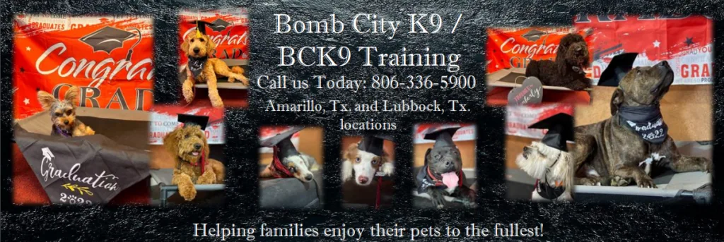 Skip to content
	
	
					
				
					
						
														
																	Bomb City  K9  Training
																	806-336-5900  
															
						
											
				
			
        		
			
				
				
					
					
				

				
				
					
					
						
							
						
					
					
						
							About BCK9:Affirm PackagesBCK9 TeamCartCheckoutCONTACT USHappy Clients BCK9 AmarilloHappy Clients BCK9 LubbockMy accountService Description and Pricing:						
					
				
							
		

		
			
				
			

		
			
	
					
				
				

			

	
	
		About BCK9:	

	
		




Welcome to Bomb City K9 / BCK9 Training! 



QUALITY TRAINING AT AN AFFORDABLE PRICE! HERE TO BRING OUT THE VERY BEST IN YOUR DOG! 



Bomb City K9 Training  is here to offer top quality dog training for an affordable price. When choosing BCK9, you are not just a client, you become part of an ever growing family.                   We are located at 12185 Burlington Rd. Amarillo, Tx.



Bomb City K9 Training is a family owned and operated business that was established in July of 2019 and over the years we continue to thrive helping families enjoy their pets to the fullest. Our friendly staff will treat your pup as their own while we work with them to build confidence and instill obedience. We are based out of Amarillo and service many surrounding cities with our board and train programs and offer a variety of local services that will create the perfect plan for you and your pup. We also have been offering training services in Lubbock and the surrounding areas since May of 2021.



BCK9 was Amarillo’s Community Choice Award winner in 2023, 2024 and 2025 for best dog training. We have also been awarded first place with Community Votes Amarillo, in both 2023 and 2024 for best dog training and 2025 for best kennels. We love what we do and are honored to be serving the Amarillo community and surrounding areas. Thank you all for showing support back!!!







Pricing may vary depending on method of payment, prices of training listed will be higher if booking online through the buy now, pay later financial option with Affirm. To book without Affirm assistance please give us a call 806-336-5900, and we will get you set up!



Please see service description for more information on each program!



Our Services Include:                          



2-Week Board and Train: {$2150.00 / $2350.00 w/ Affirm} (Includes Lifetime Support) 5mo and older



Multi Dog 2-Week Board and Train: {$1935.00 per dog including multi-dog discount / $2115.50 per dog including multidog discount w/ Affirm} (Includes Lifetime Support) 5mo and older



E-Collar Training: {$2650.00 / $2850.00 w/ Affirm} (Includes Lifetime Support) 5mo and older



4 Week Extended Obedience Board and Train: {$3600.00 / $3850.00 w/ Affirm} (Includes lifetime support) 5mo and older



One Week Board and Train: {$1200.00 / $1350.00 w/ Affirm} 5mo and older (DOES NOT include lifetime support) 5mo and older



3 Week Puppy Classes: {$350.00 / Free with 2 week board and train purchase for age qualifying dogs /Affirm assistance not available} between 8-12 weeks old (Must be local to either Amarillo or Lubbock) (DOES NOT include lifetime support unless 2 week board and train is purchased)



5 Week In-Home: {$850.00 / $950.00 w/ Affirm} (Must be local to either Amarillo or Lubbock) (DOES NOT include lifetime support) 5mo or older



Private Sessions: {$185.00 per hour / Affirm assistance not available}  (Must be local to either Amarillo or Lubbock) (DOES NOT include lifetime support) 8 weeks and older / 1 hour session minimum 



Client Boarding: {$50 per night} proof of Boosters, Bordetella, Parvo, and Rabies vaccinations must be provided and current on or before entry dates of boarding



Every dog is required to have proof of up to date shot records including Parvo, Bordetella, Rabies and yearly booster vaccinations before working with one of our trainers or entering for any board and train program!



Bomb City K9 has a no refund policy regardless of the payment method; however, in the event training is cancelled due to unforeseen circumstances such as but not limited to death of the dog, the dog running away, or abduction of the dog, a credit for the amount received for that dogs training is applied to the clients account with BCK9 to use towards future training needs. If the dog for any reason should need to be delayed for their scheduled entry due to illness, injury, heat cycle, etc. contact the Bomb City K9 Training office line to discuss next availability. 806-336-5900



Don’t miss out, get booked TODAY!



806-336-5900 or contact us via:



Facebook



Google



Or Email: trey@bombcityk9.com



Ask about our discounts for : Military, Veterans, Law Enforcement, First Responders, Healthcare Workers, Teachers and Students     (Discounts are not stackable to other available discounts) – If booking through Affirm, call for the discount code that applies to you!!!
