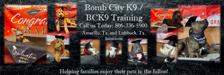 Skip to content
	
	
					
				
					
						
														
																	Bomb City  K9  Training
																	806-336-5900  
															
						
											
				
			
        		
			
				
				
					
					
				

				
				
					
					
						
							
						
					
					
						
							About BCK9:Affirm PackagesBCK9 TeamCartCheckoutCONTACT USHappy Clients BCK9 AmarilloHappy Clients BCK9 LubbockMy accountService Description and Pricing:						
					
				
							
		

		
			
				
			

		
			
	
					
				
				

			

	
	
		About BCK9:	

	
		




Welcome to Bomb City K9 / BCK9 Training! 



QUALITY TRAINING AT AN AFFORDABLE PRICE! HERE TO BRING OUT THE VERY BEST IN YOUR DOG! 



Bomb City K9 Training  is here to offer top quality dog training for an affordable price. When choosing BCK9, you are not just a client, you become part of an ever growing family.                   We are located at 12185 Burlington Rd. Amarillo, Tx.



Bomb City K9 Training is a family owned and operated business that was established in July of 2019 and over the years we continue to thrive helping families enjoy their pets to the fullest. Our friendly staff will treat your pup as their own while we work with them to build confidence and instill obedience. We are based out of Amarillo and service many surrounding cities with our board and train programs and offer a variety of local services that will create the perfect plan for you and your pup. We also have been offering training services in Lubbock and the surrounding areas since May of 2021.



BCK9 was Amarillo’s Community Choice Award winner in 2023, 2024 and 2025 for best dog training. We have also been awarded first place with Community Votes Amarillo, in both 2023 and 2024 for best dog training and 2025 for best kennels. We love what we do and are honored to be serving the Amarillo community and surrounding areas. Thank you all for showing support back!!!







Pricing may vary depending on method of payment, prices of training listed will be higher if booking online through the buy now, pay later financial option with Affirm. To book without Affirm assistance please give us a call 806-336-5900, and we will get you set up!



Please see service description for more information on each program!



Our Services Include:                          



2-Week Board and Train: {$2150.00 / $2350.00 w/ Affirm} (Includes Lifetime Support) 5mo and older



Multi Dog 2-Week Board and Train: {$1935.00 per dog including multi-dog discount / $2115.50 per dog including multidog discount w/ Affirm} (Includes Lifetime Support) 5mo and older



E-Collar Training: {$2650.00 / $2850.00 w/ Affirm} (Includes Lifetime Support) 5mo and older



4 Week Extended Obedience Board and Train: {$3600.00 / $3850.00 w/ Affirm} (Includes lifetime support) 5mo and older



One Week Board and Train: {$1200.00 / $1350.00 w/ Affirm} 5mo and older (DOES NOT include lifetime support) 5mo and older



3 Week Puppy Classes: {$350.00 / Free with 2 week board and train purchase for age qualifying dogs /Affirm assistance not available} between 8-12 weeks old (Must be local to either Amarillo or Lubbock) (DOES NOT include lifetime support unless 2 week board and train is purchased)



5 Week In-Home: {$850.00 / $950.00 w/ Affirm} (Must be local to either Amarillo or Lubbock) (DOES NOT include lifetime support) 5mo or older



Private Sessions: {$185.00 per hour / Affirm assistance not available}  (Must be local to either Amarillo or Lubbock) (DOES NOT include lifetime support) 8 weeks and older / 1 hour session minimum 



Client Boarding: {$50 per night} proof of Boosters, Bordetella, Parvo, and Rabies vaccinations must be provided and current on or before entry dates of boarding



Every dog is required to have proof of up to date shot records including Parvo, Bordetella, Rabies and yearly booster vaccinations before working with one of our trainers or entering for any board and train program!



Bomb City K9 has a no refund policy regardless of the payment method; however, in the event training is cancelled due to unforeseen circumstances such as but not limited to death of the dog, the dog running away, or abduction of the dog, a credit for the amount received for that dogs training is applied to the clients account with BCK9 to use towards future training needs. If the dog for any reason should need to be delayed for their scheduled entry due to illness, injury, heat cycle, etc. contact the Bomb City K9 Training office line to discuss next availability. 806-336-5900



Don’t miss out, get booked TODAY!



806-336-5900 or contact us via:



Facebook



Google



Or Email: trey@bombcityk9.com



Ask about our discounts for : Military, Veterans, Law Enforcement, First Responders, Healthcare Workers, Teachers and Students     (Discounts are not stackable to other available discounts) – If booking through Affirm, call for the discount code that applies to you!!!