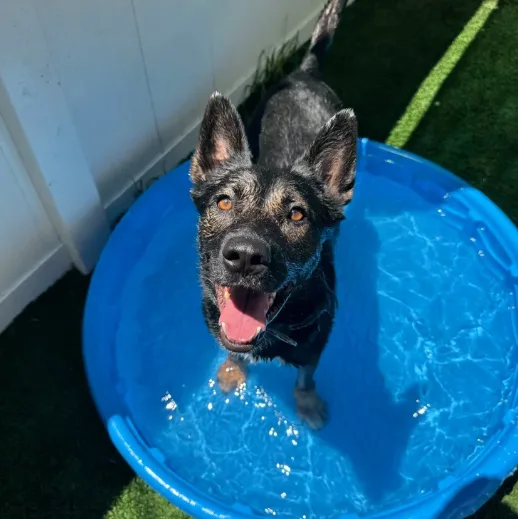 WESSMADE K9 (3)