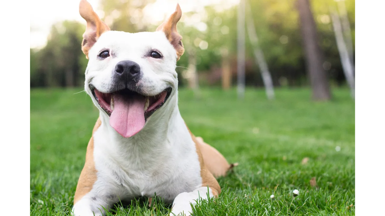 Pitbull Training