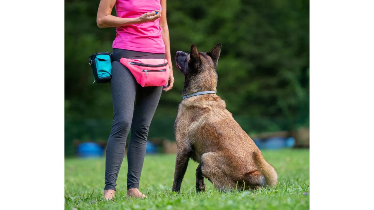 In-Person Training & Coaching Programs
(Serving San Diego & North County)
Experience private, personalized support with Ashley by your side, guiding you through every step of your training journey. Our in-person programs are designed to address your unique needs and help you build a strong bond with your dog. Let’s work together to create lasting change and foster a harmonious relationship!