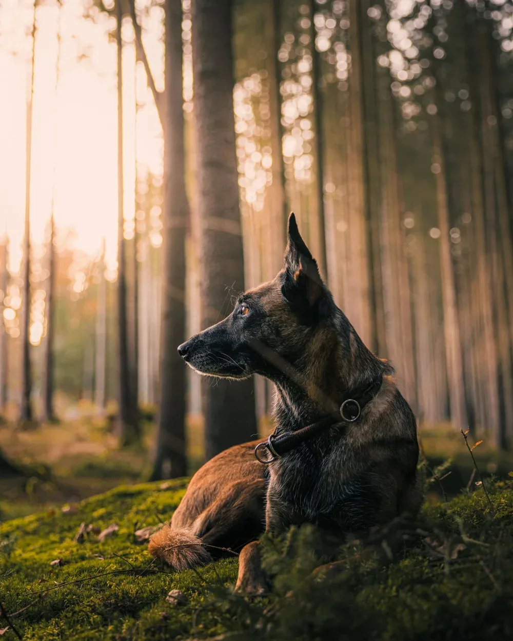 A dog with a brindle coat laying on mossy ground in a forest, gazing to the left with tall trees and sunlight filtering through the leaves in the background.