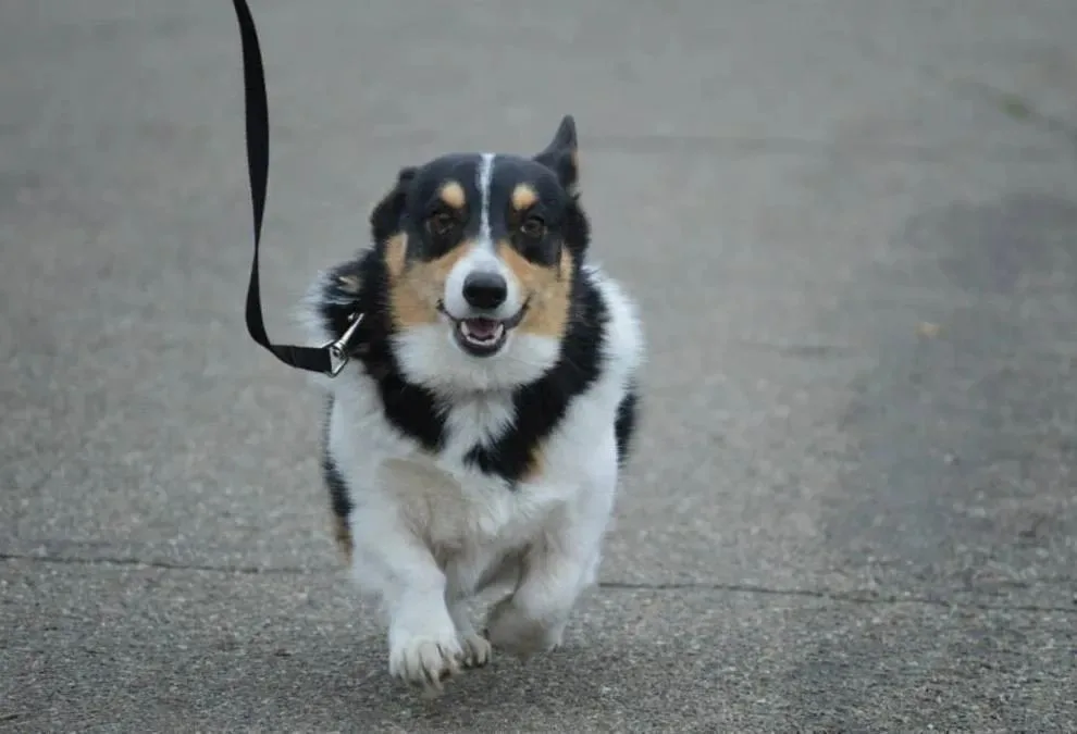 A happy Corgi dog on a leash walking on a paved surface.