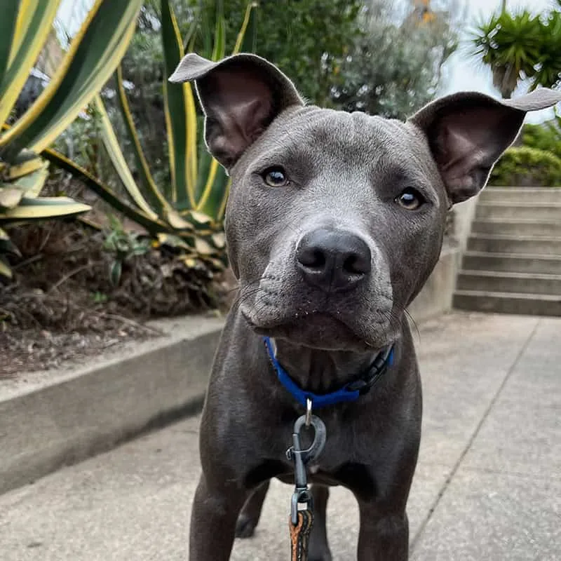 Dog supported through anxious and reactive dog training with Good Dog Happy Dog San Francisco