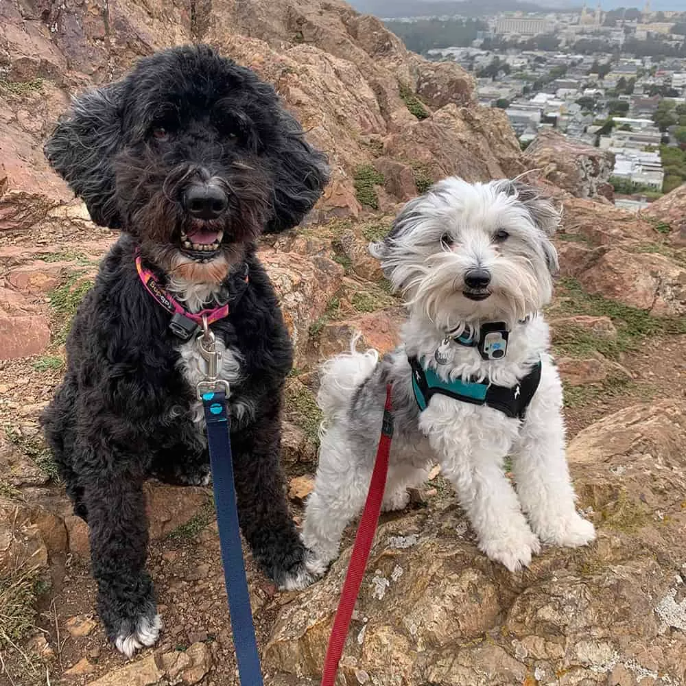 senior dogs