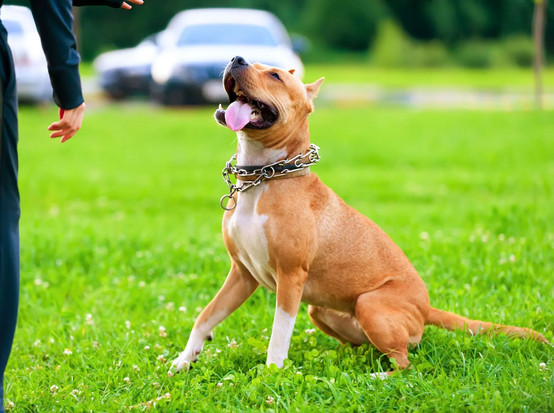 Tan dog sitting on grass, looking up at a person reaching out a hand.