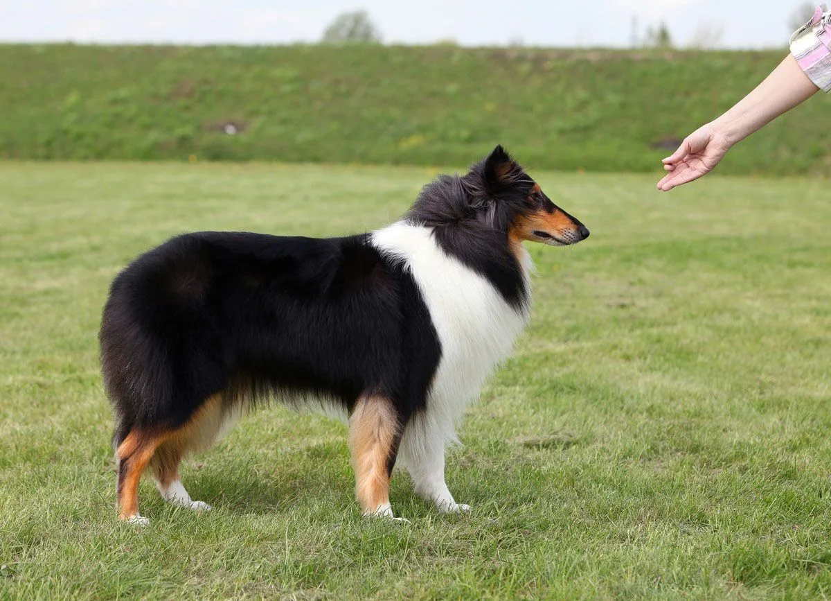 Black, white, and tan dog standing on grass, facing an outstretched hand.
