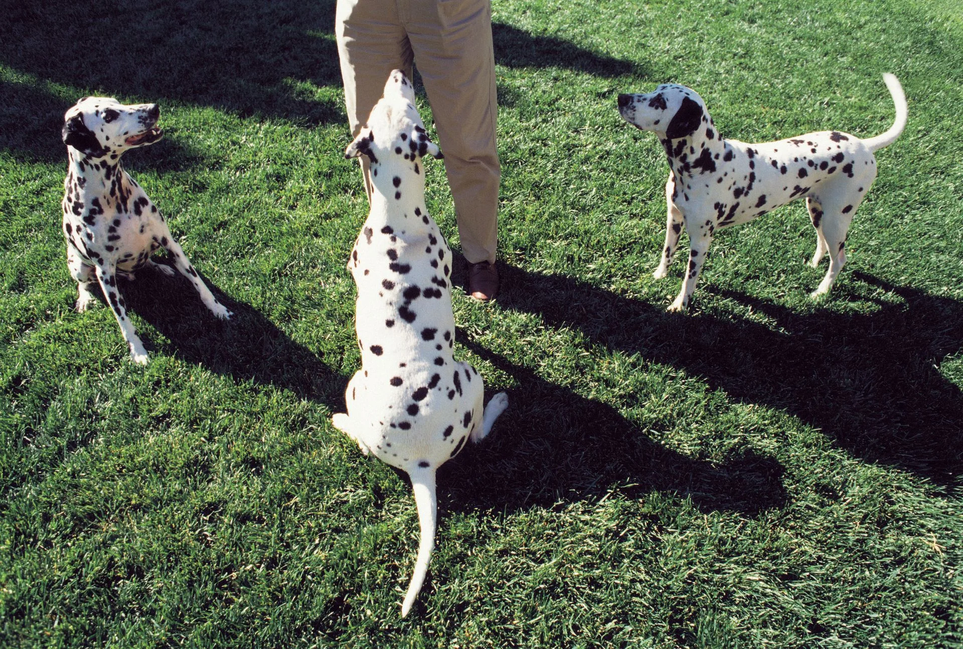 Three spotted puppies around a person’s legs on grass, one standing on hind legs.