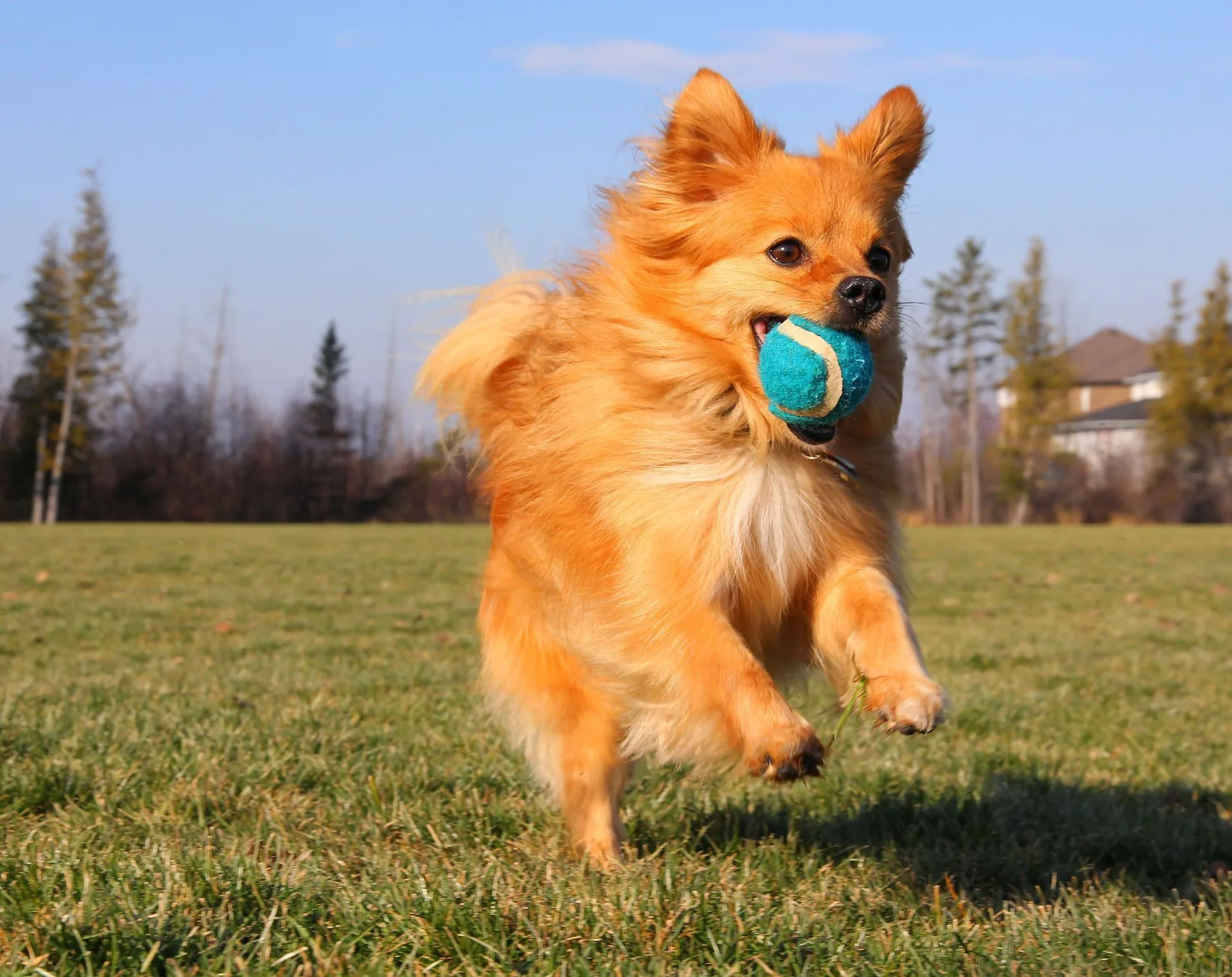 Small fluffy tan dog running on grass with a blue ball in its mouth