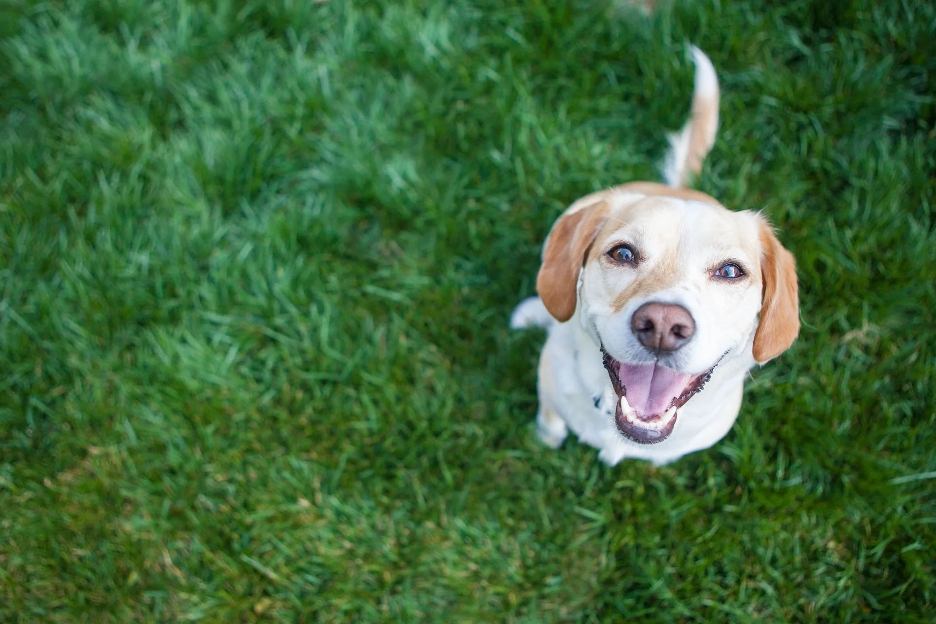 Happy white-and-brown dog sitting in green grass, looking up with mouth open and tail raised