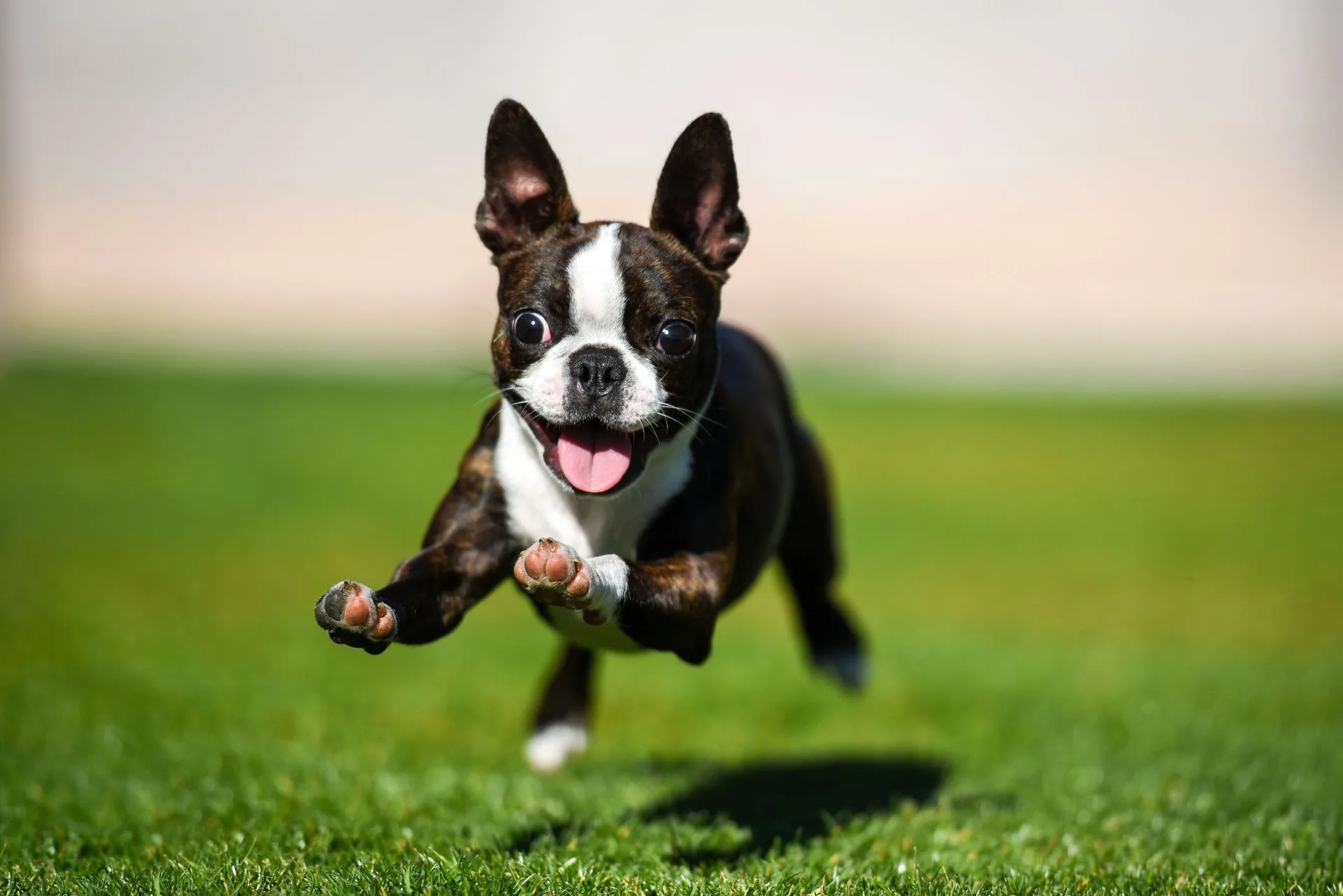 Black-and-white dog running toward the camera on grass, tongue out, ears up.