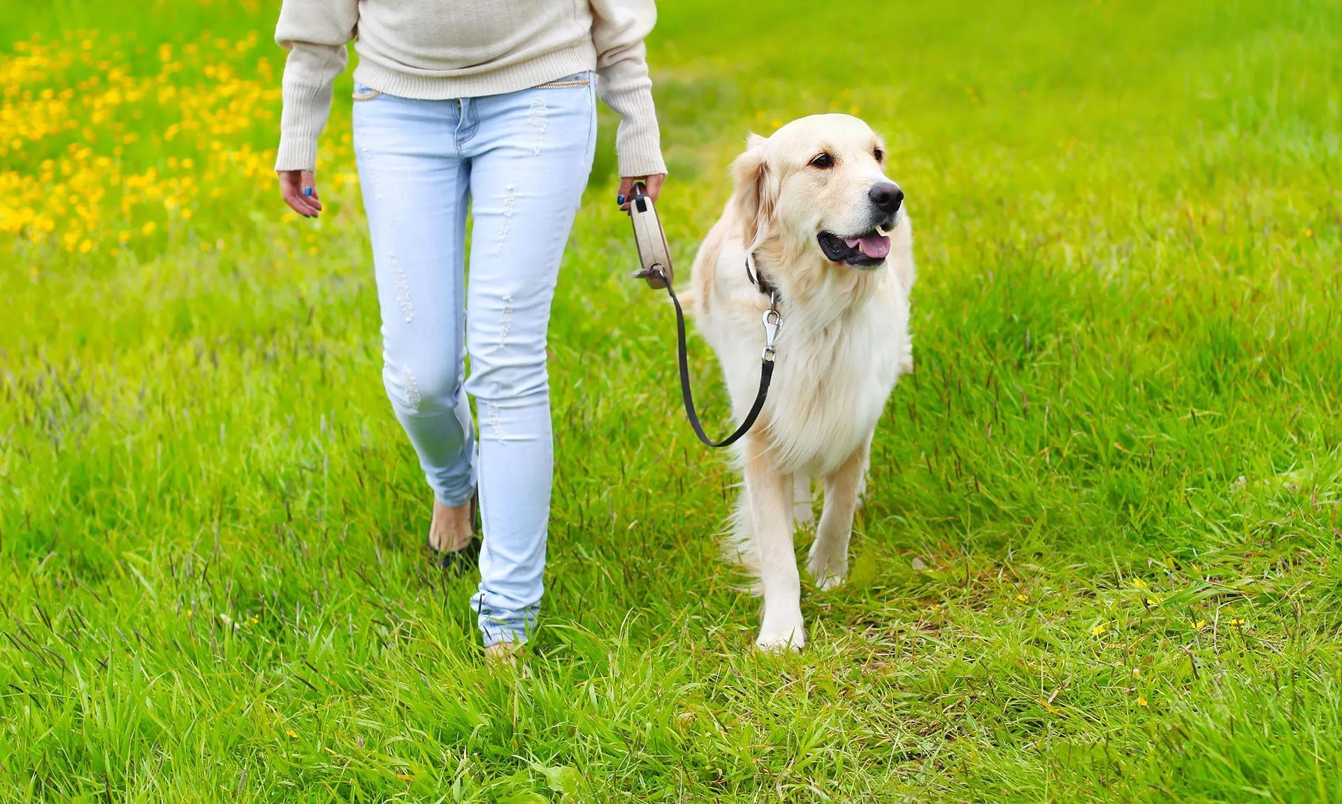 Person walking a golden retriever on a leash through a green grassy field