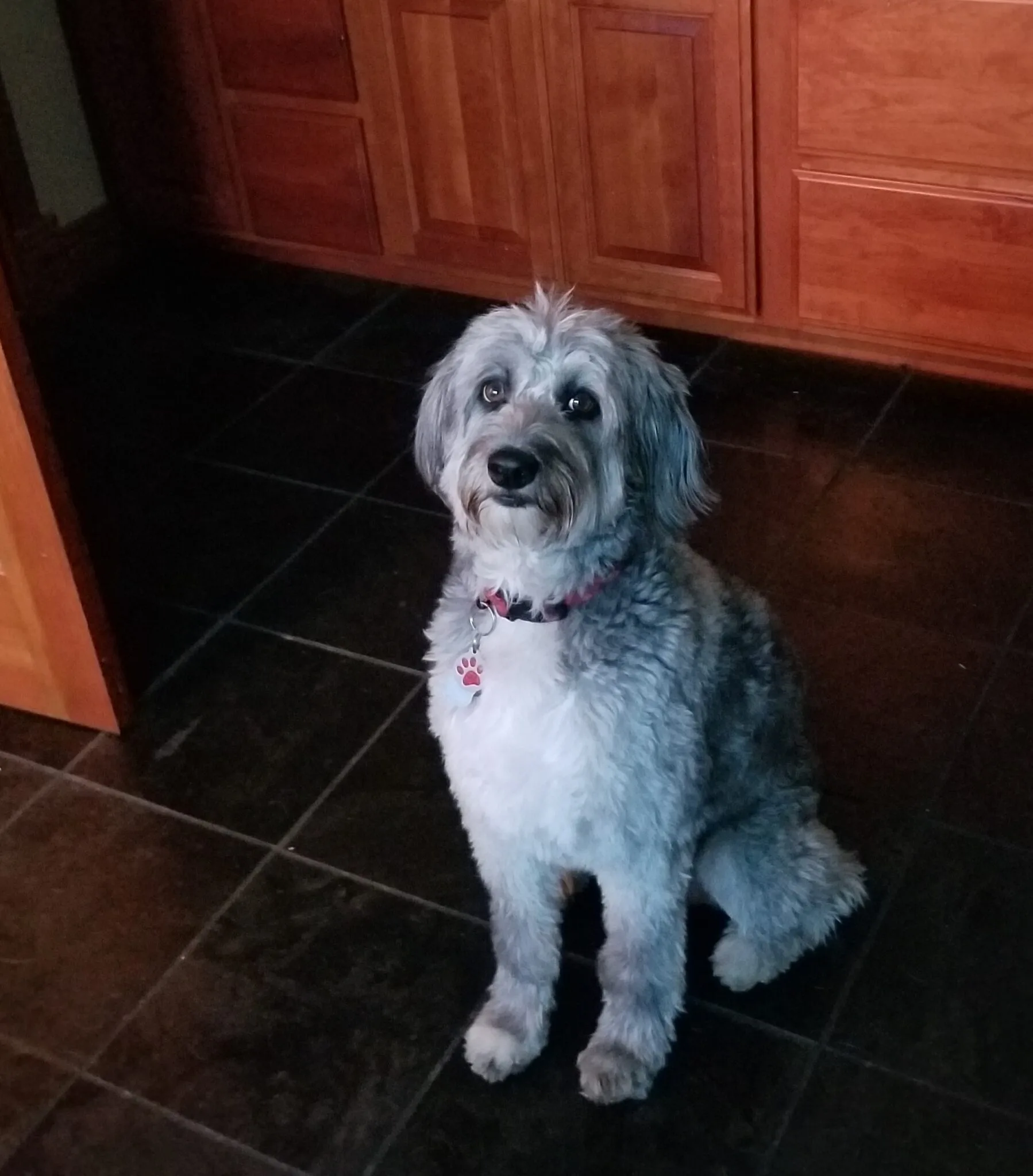 Bennie, Dog training success!