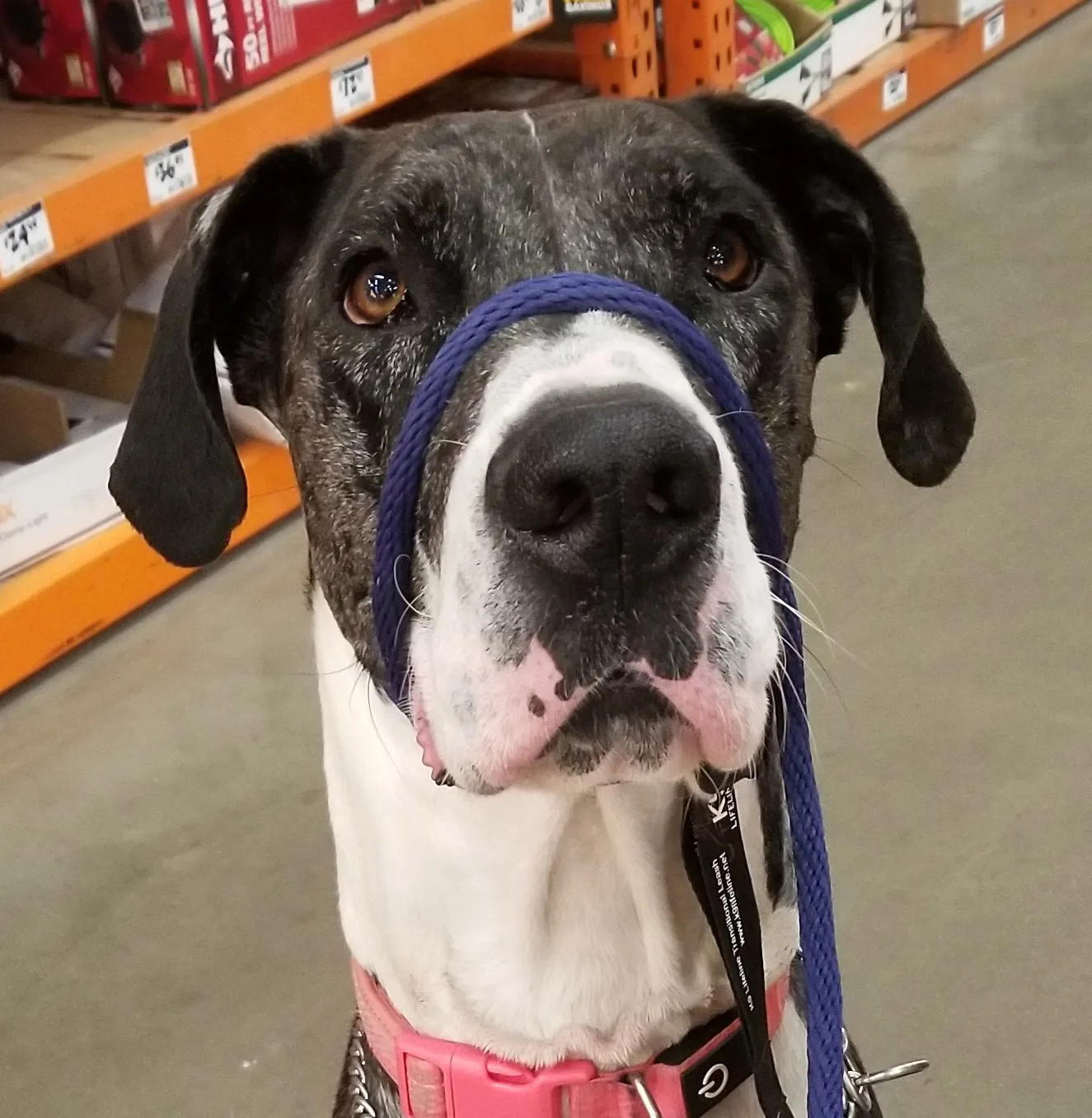 Mia, Redding CA