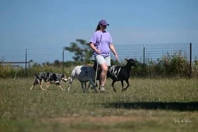 Person walking with three dogs in a grassy field on a sunny day.