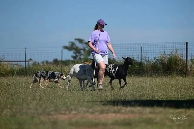 Person walking with three dogs in a grassy field on a sunny day.