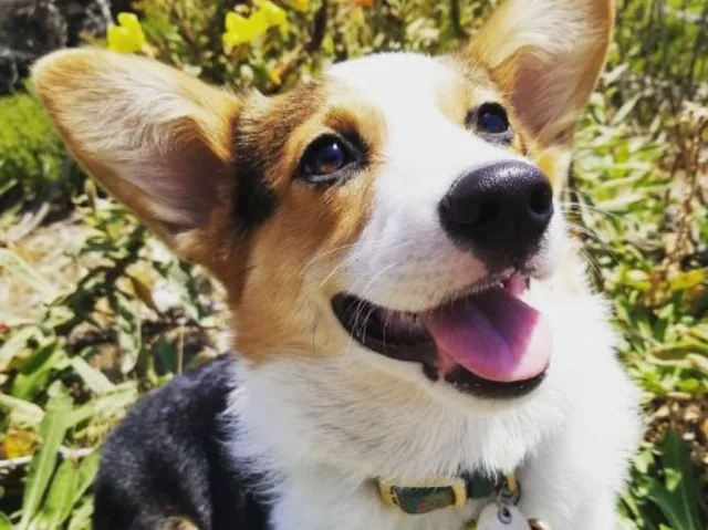 Consultation
			
				
				
				
				
				A personalized session where we assess your dog’s behavior, identify training needs, and discuss your goals. Get expert guidance and a clear training plan designed for lasting results.
			
				
				
				
				
				
				
				
					
				Learn More 9