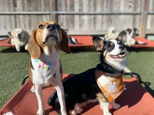 Day Training Programs
			
				
				
				
				
				Professional daytime training focused on improving behavior and obedience over time. A flexible option for owners who want progress without overnight stays.
			
				
				
				
				
				
				
				
					
				Learn More 9