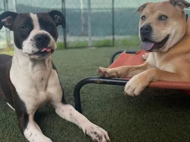 Private Training Sessions
			
				
				
				
				
				One-on-one sessions tailored to your dog’s behavior, environment, and specific training goals. Provides hands-on guidance to build clear communication and lasting obedience.
			
				
				
				
				
				
				
				
					
				Learn More 9