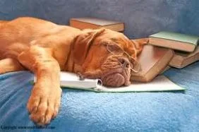 Dog Studying