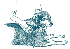 TTouch Dog Workshop