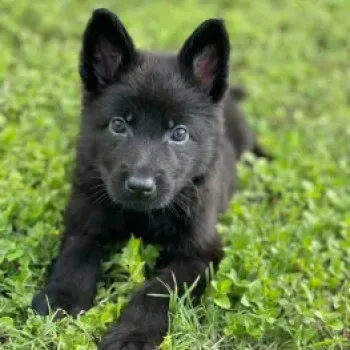 puppy board and train