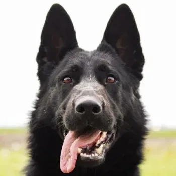 aggressive dog training near me