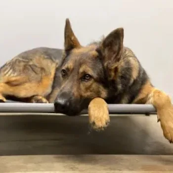 aggressive dog training near me