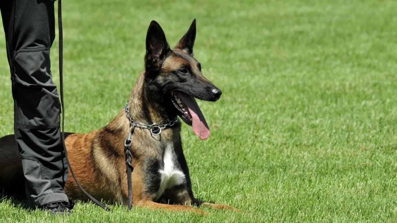 _
What Makes a Good Police Dog?
  
  
    







  
    Watch Now