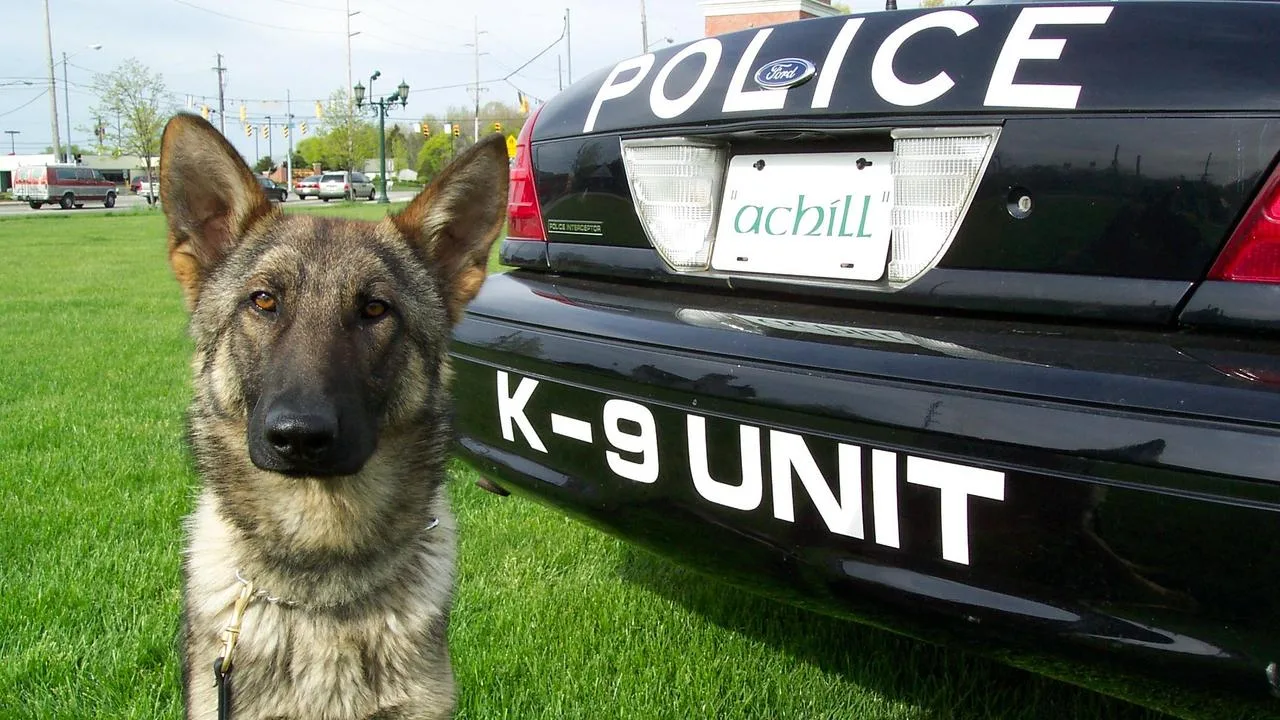Police K9 Legal Training
      Andy passes on all of his knowledge of 30 years as a Police K9 Handler, Supervisor, Trainer and Expert. And has taught police K9's and handlers throughout the world and reviewed or testified in hundreds of state and federal cases.
      $3,000.00 USD
